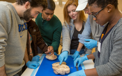 Medical students investigate a brain