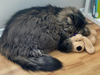 Adam's cat napping with his son's stuffed dog