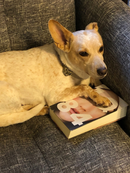 Michael Rauschenbach's dog with front paws on a book