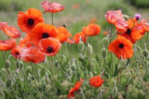 Field of red poppies