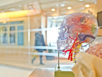 Transparent skull model with person walking in background