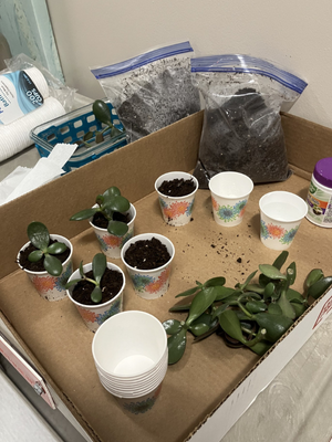 A tray with paper cups filled with soil and a small plant