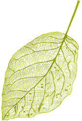 Green Leaf