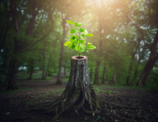 tree growing on stump