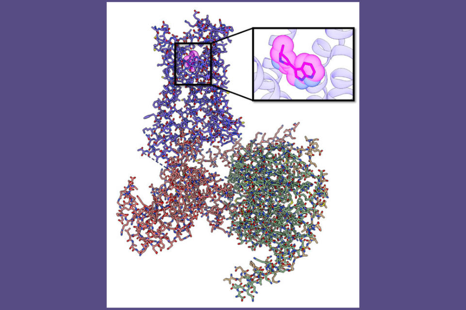 Representation of the serotonin 2A Receptor (5HT2AR) signaling protein complex bound with the novel compound R-69 (in subset, magenta).