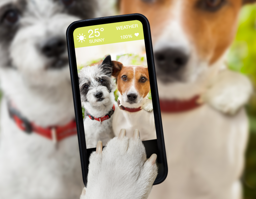picture of 2 dogs on the phone