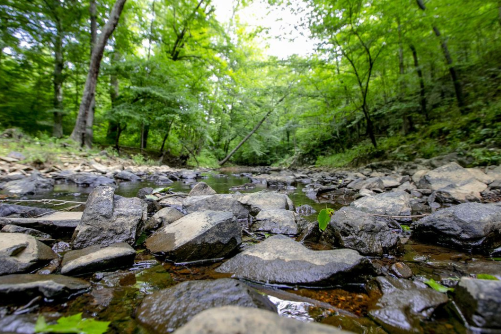 Rocks in a brook in a forest with light coming through green trees. 