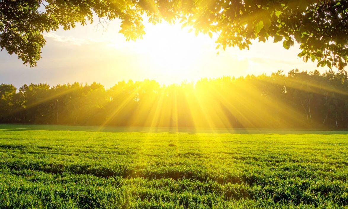 Green field with trees in the foreground and in the distance, with bright sun shining over the trees and field