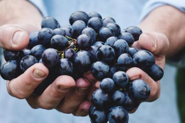 hands holding grapes