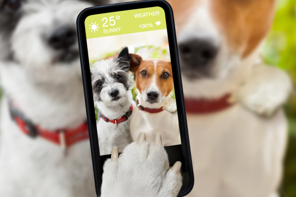 picture of 2 dogs on the phone