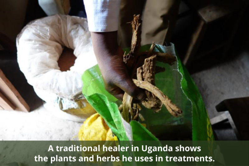 A traditional healer in Uganda shows the plants and herbs he uses in treatments