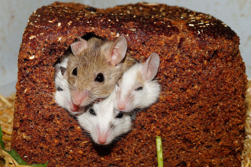 Four mice peeking out from brown structure