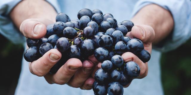 hands holding grapes