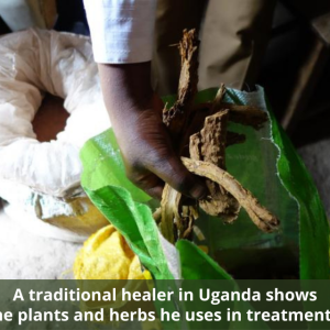 A traditional healer in Uganda shows the plants and herbs he uses in treatments