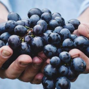 hands holding grapes