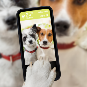 picture of 2 dogs on the phone