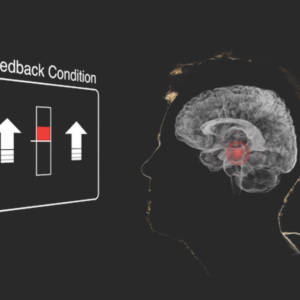 Participants generate motivating thoughts and imagery while watching a readout of brain activity from their own ventral tegmental area (shown in red), a region involved in reward and motivation. Photo courtesy of Alison Adcock