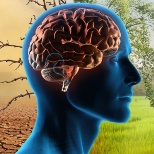 Illustration of the brain inside a human head. In background, desert imagery to the left and pastoral imagery to the right.